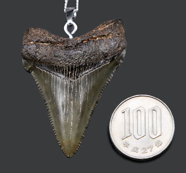 コレクショングレードの標本を使用!鋭いセレーションを備えた上質のメガロドン(Carcharocles megalodon)の歯化石を使ったペンダントトップ(高級ジュエリーケース、革紐、シルバーチェーン付き)(その13)