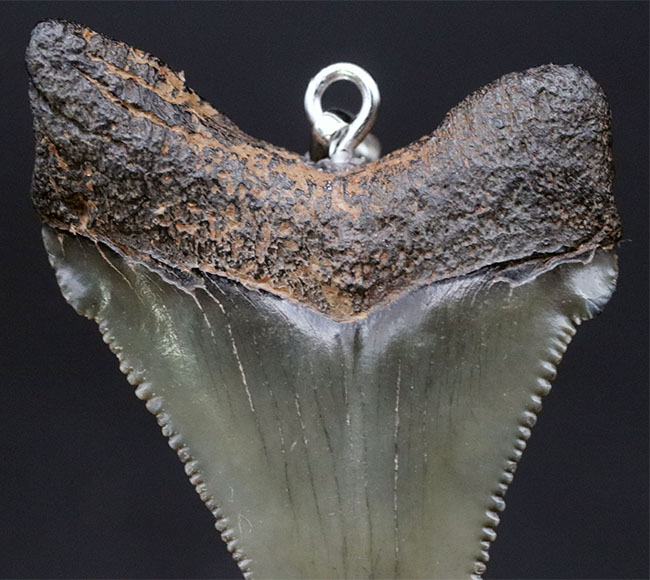 コレクショングレードの標本を使用！鋭いセレーションを備えた上質のメガロドン（Carcharocles megalodon）の歯化石を使ったペンダントトップ（高級ジュエリーケース、革紐、シルバーチェーン付き）（その2）