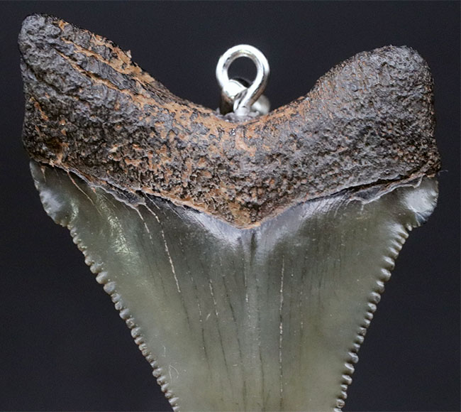 コレクショングレードの標本を使用!鋭いセレーションを備えた上質のメガロドン(Carcharocles megalodon)の歯化石を使ったペンダントトップ(高級ジュエリーケース、革紐、シルバーチェーン付き)(その2)