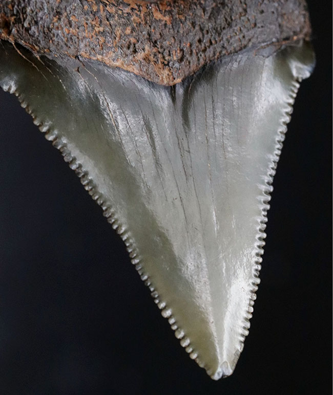 コレクショングレードの標本を使用!鋭いセレーションを備えた上質のメガロドン(Carcharocles megalodon)の歯化石を使ったペンダントトップ(高級ジュエリーケース、革紐、シルバーチェーン付き)(その3)