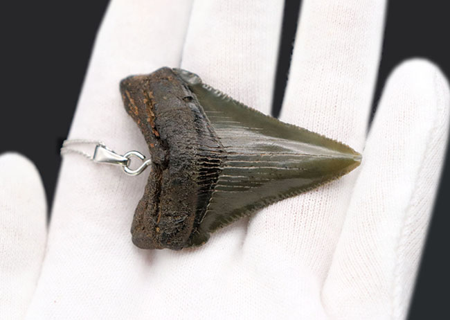 コレクショングレードの標本を使用!鋭いセレーションを備えた上質のメガロドン(Carcharocles megalodon)の歯化石を使ったペンダントトップ(高級ジュエリーケース、革紐、シルバーチェーン付き)(その4)