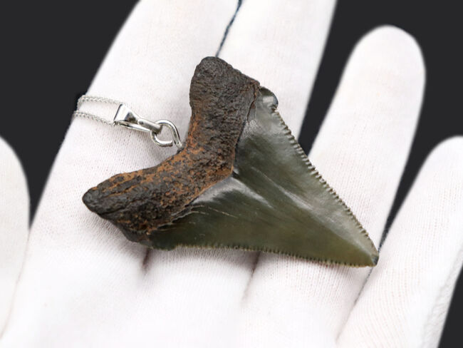 コレクショングレードの標本を使用!鋭いセレーションを備えた上質のメガロドン(Carcharocles megalodon)の歯化石を使ったペンダントトップ(高級ジュエリーケース、革紐、シルバーチェーン付き)(その5)