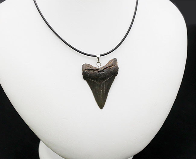 コレクショングレードの標本を使用!鋭いセレーションを備えた上質のメガロドン(Carcharocles megalodon)の歯化石を使ったペンダントトップ(高級ジュエリーケース、革紐、シルバーチェーン付き)(その6)