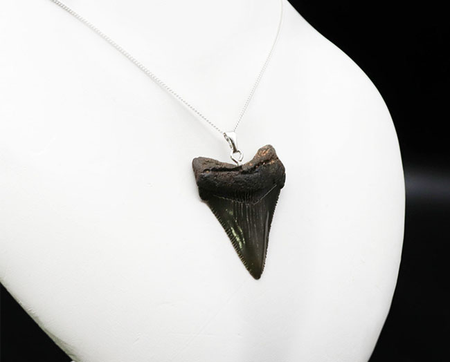 コレクショングレードの標本を使用！鋭いセレーションを備えた上質のメガロドン（Carcharocles megalodon）の歯化石を使ったペンダントトップ（高級ジュエリーケース、革紐、シルバーチェーン付き）（その7）