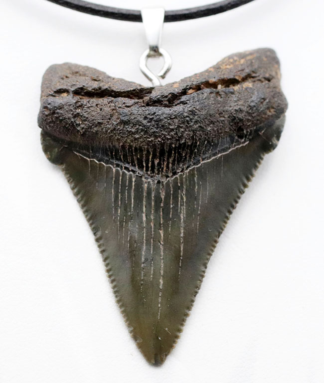 コレクショングレードの標本を使用!鋭いセレーションを備えた上質のメガロドン(Carcharocles megalodon)の歯化石を使ったペンダントトップ(高級ジュエリーケース、革紐、シルバーチェーン付き)(その8)