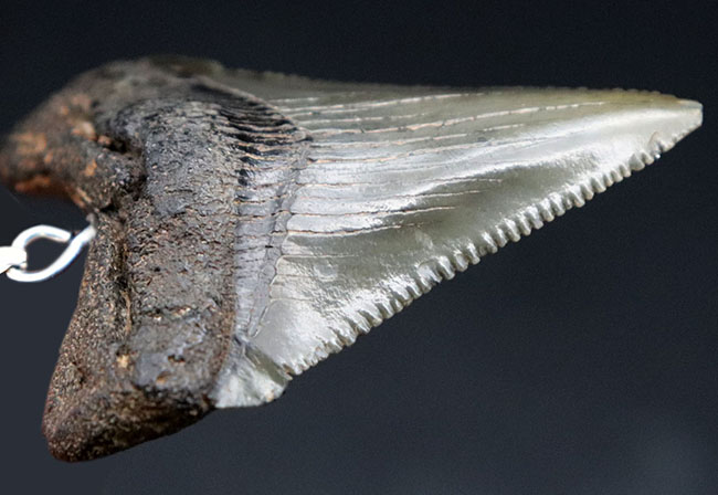 コレクショングレードの標本を使用！鋭いセレーションを備えた上質のメガロドン（Carcharocles megalodon）の歯化石を使ったペンダントトップ（高級ジュエリーケース、革紐、シルバーチェーン付き）（その9）