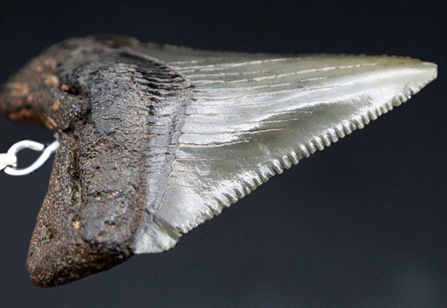 コレクショングレードの標本を使用!鋭いセレーションを備えた上質のメガロドン(Carcharocles megalodon)の歯化石を使ったペンダントトップ(高級ジュエリーケース、革紐、シルバーチェーン付き)(その9)