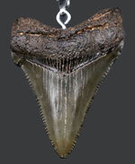 コレクショングレードの標本を使用！鋭いセレーションを備えた上質のメガロドン（Carcharocles megalodon）の歯化石を使ったペンダントトップ（高級ジュエリーケース、革紐、シルバーチェーン付き）