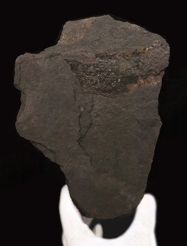 原始的な浮き袋を持つ、ペルム紀の絶滅魚類 パレオニスクム・フレイエスレベニ(Palaeoniscum freieslebeni)の化石(その1)
