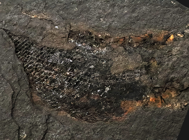 原始的な浮き袋を持つ、ペルム紀の絶滅魚類 パレオニスクム・フレイエスレベニ(Palaeoniscum freieslebeni)の化石(その2)