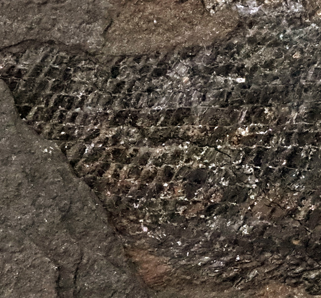 原始的な浮き袋を持つ、ペルム紀の絶滅魚類 パレオニスクム・フレイエスレベニ(Palaeoniscum freieslebeni)の化石(その3)