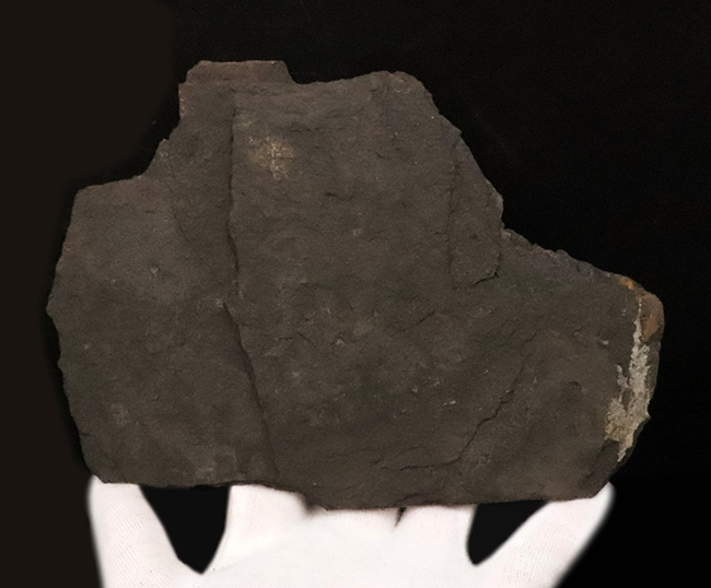 原始的な浮き袋を持つ、ペルム紀の絶滅魚類 パレオニスクム・フレイエスレベニ(Palaeoniscum freieslebeni)の化石(その5)