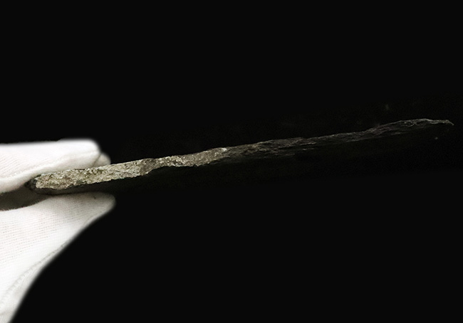 原始的な浮き袋を持つ、ペルム紀の絶滅魚類 パレオニスクム・フレイエスレベニ(Palaeoniscum freieslebeni)の化石(その6)