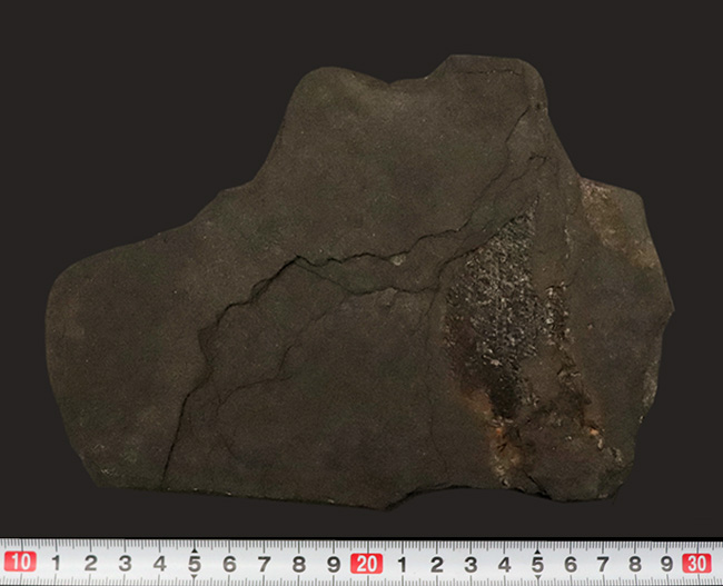 原始的な浮き袋を持つ、ペルム紀の絶滅魚類 パレオニスクム・フレイエスレベニ(Palaeoniscum freieslebeni)の化石(その7)