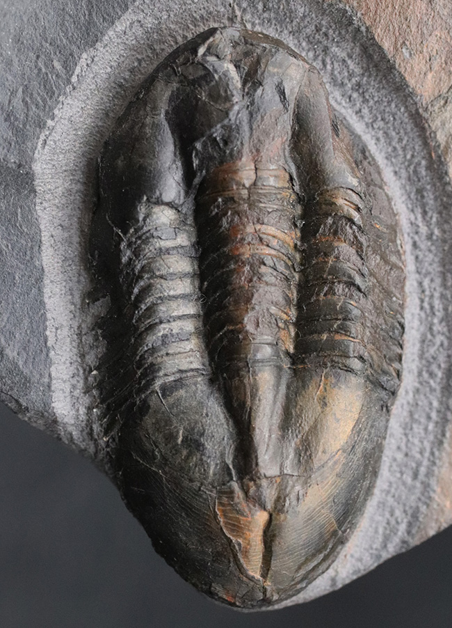 イングランド・シュロップシャー産オルドビス紀前期の地層より採集された三葉虫、エクティラエヌス・ペロヴェイリス（Ectillaenus perovalis）（その1）