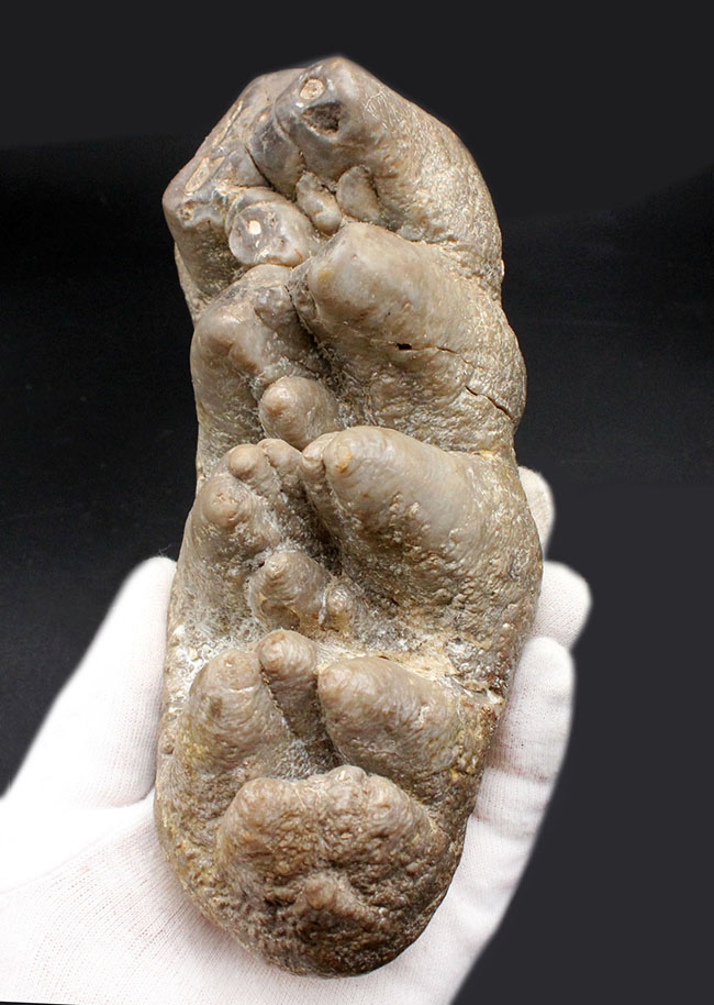 ベリーレア！マストドン（Mammut）の巨大な臼歯の化石。ほとんどの歯冠が完璧な状態で保存されています。オールドコレクション（その1）