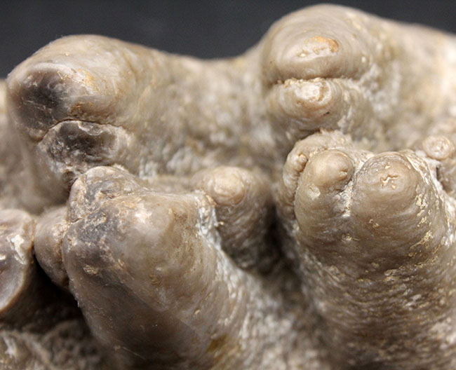 ベリーレア！マストドン（Mammut）の巨大な臼歯の化石。ほとんどの歯冠が完璧な状態で保存されています。オールドコレクション（その10）