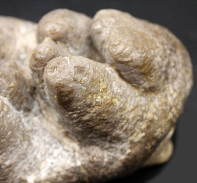 ベリーレア！マストドン（Mammut）の巨大な臼歯の化石。ほとんどの歯冠が完璧な状態で保存されています。オールドコレクション（その11）