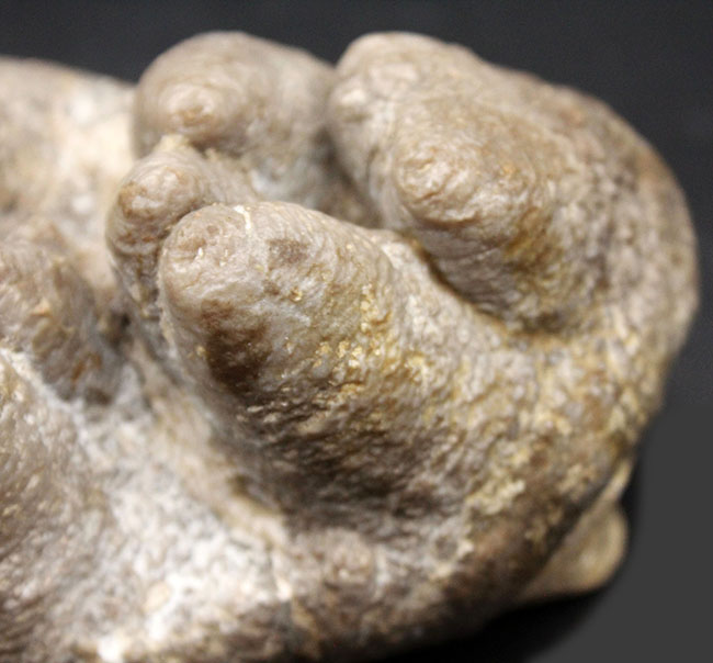 ベリーレア!マストドン(Mammut)の巨大な臼歯の化石。ほとんどの歯冠が完璧な状態で保存されています。オールドコレクション(その11)