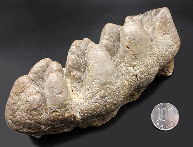 ベリーレア！マストドン（Mammut）の巨大な臼歯の化石。ほとんどの歯冠が完璧な状態で保存されています。オールドコレクション（その12）