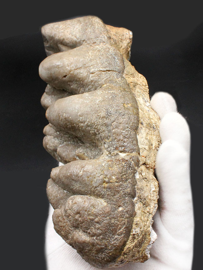 ベリーレア！マストドン（Mammut）の巨大な臼歯の化石。ほとんどの歯冠が完璧な状態で保存されています。オールドコレクション（その2）
