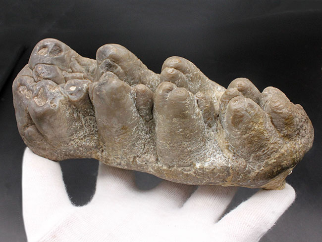 ベリーレア！マストドン（Mammut）の巨大な臼歯の化石。ほとんどの歯冠が完璧な状態で保存されています。オールドコレクション（その3）
