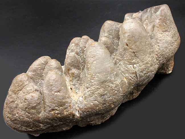 ベリーレア！マストドン（Mammut）の巨大な臼歯の化石。ほとんどの歯冠が完璧な状態で保存されています。オールドコレクション（その4）