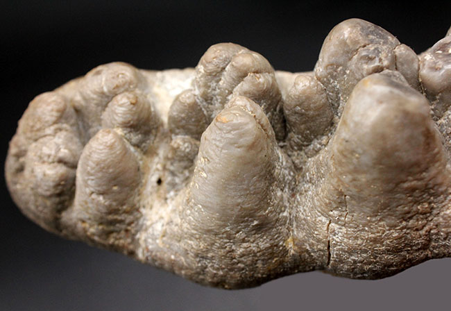 ベリーレア！マストドン（Mammut）の巨大な臼歯の化石。ほとんどの歯冠が完璧な状態で保存されています。オールドコレクション（その5）