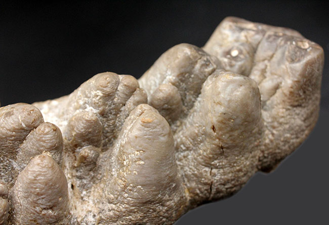ベリーレア！マストドン（Mammut）の巨大な臼歯の化石。ほとんどの歯冠が完璧な状態で保存されています。オールドコレクション（その6）