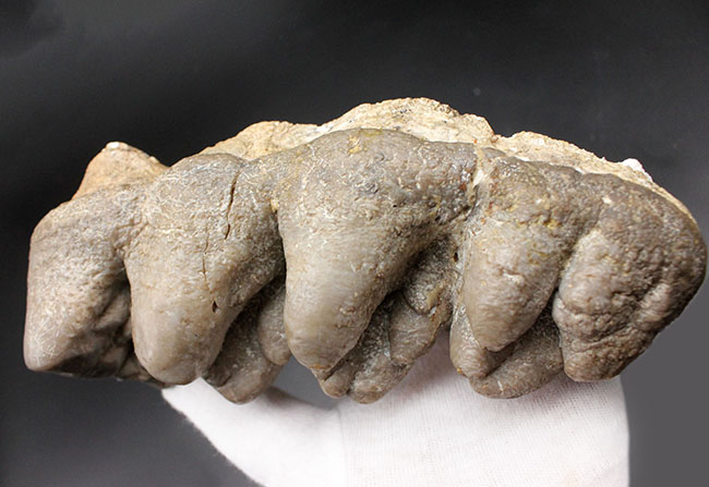 ベリーレア！マストドン（Mammut）の巨大な臼歯の化石。ほとんどの歯冠が完璧な状態で保存されています。オールドコレクション（その7）