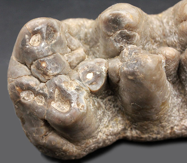ベリーレア！マストドン（Mammut）の巨大な臼歯の化石。ほとんどの歯冠が完璧な状態で保存されています。オールドコレクション（その9）