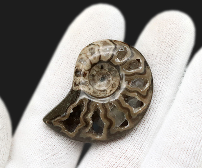 帽子、服、バッグ、スタイルやシーンに合わせてお使いください!北海道産アンモナイト(Ammonite)を使ったピンブローチ(その2)