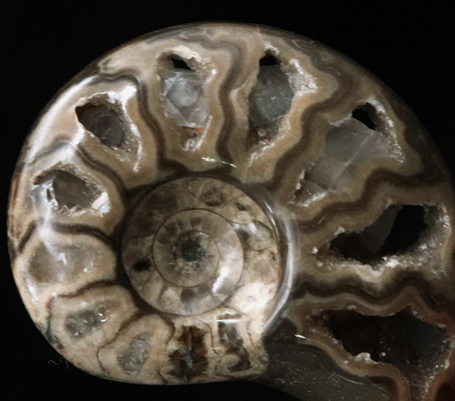 帽子、服、バッグ、スタイルやシーンに合わせてお使いください!北海道産アンモナイト(Ammonite)を使ったピンブローチ(その3)