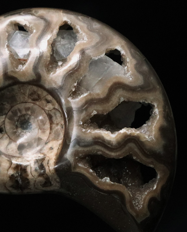帽子、服、バッグ、スタイルやシーンに合わせてお使いください!北海道産アンモナイト(Ammonite)を使ったピンブローチ(その4)