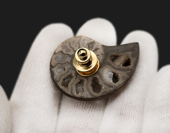 帽子、服、バッグ、スタイルやシーンに合わせてお使いください!北海道産アンモナイト(Ammonite)を使ったピンブローチ(その5)