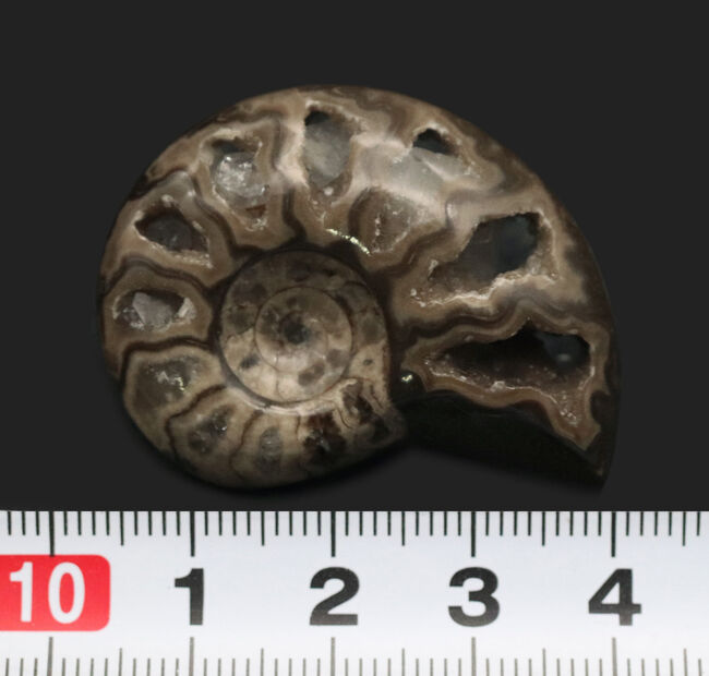 帽子、服、バッグ、スタイルやシーンに合わせてお使いください!北海道産アンモナイト(Ammonite)を使ったピンブローチ(その6)