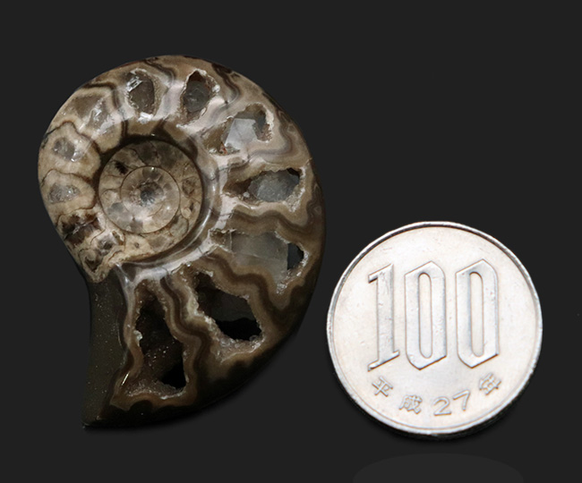 帽子、服、バッグ、スタイルやシーンに合わせてお使いください!北海道産アンモナイト(Ammonite)を使ったピンブローチ(その7)