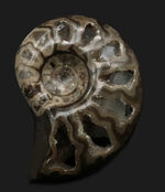 帽子、服、バッグ、スタイルやシーンに合わせてお使いください！北海道産アンモナイト（Ammonite）を使ったピンブローチ