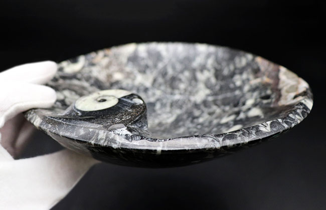 人気!ゴニアタイト(Goniatite)を含む石を加工したお皿の化石(その3)