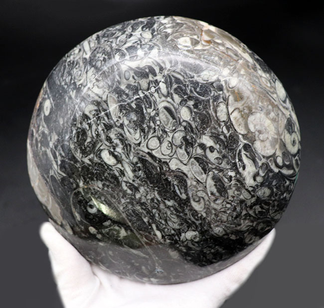 人気！ゴニアタイト（Goniatite）を含む石を加工したお皿の化石（その5）
