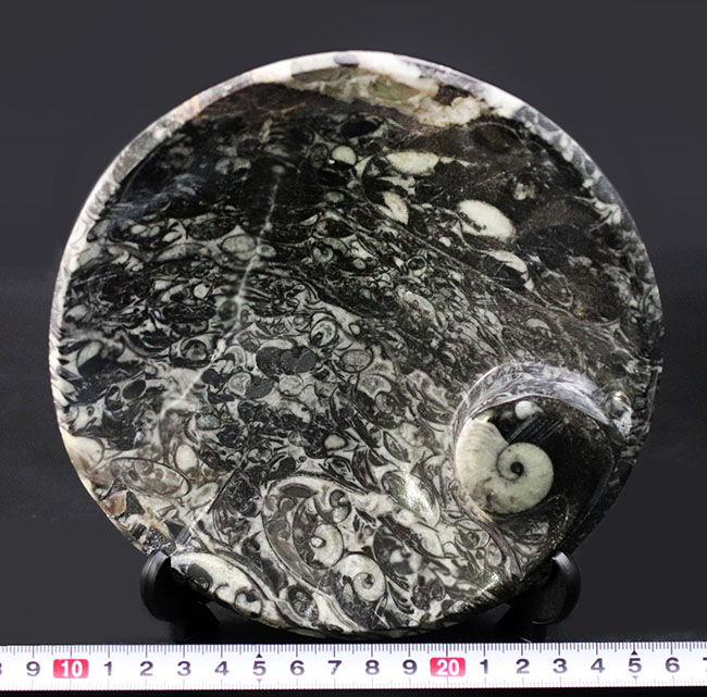 人気！ゴニアタイト（Goniatite）を含む石を加工したお皿の化石（その8）