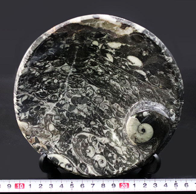 人気!ゴニアタイト(Goniatite)を含む石を加工したお皿の化石(その8)