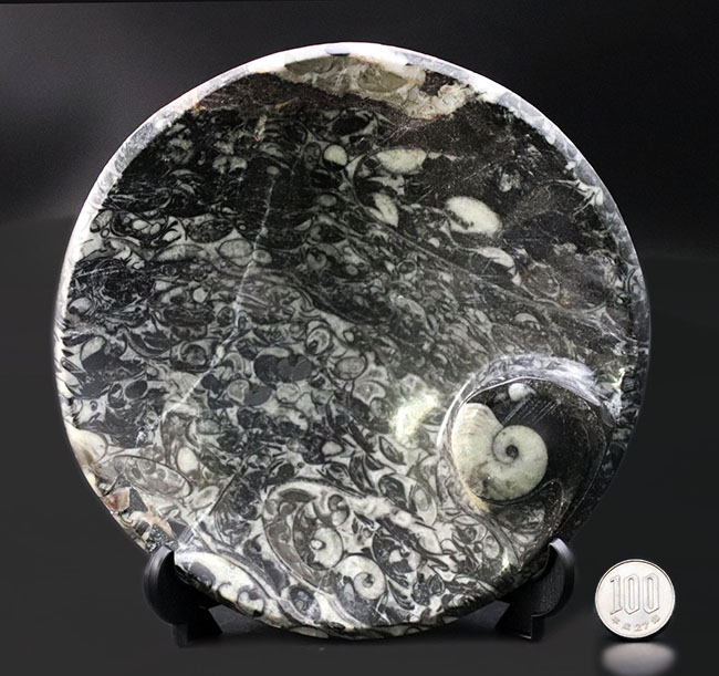 人気!ゴニアタイト(Goniatite)を含む石を加工したお皿の化石(その9)