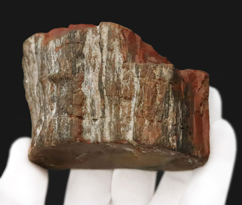 アリゾナ産らしい鮮やかな赤が際立つ厚みのある品！米国アリゾナ産珪化木（Petrified wood）（その5）