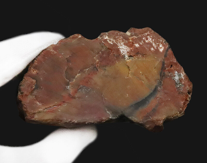 アリゾナ産らしい鮮やかな赤が際立つ厚みのある品！米国アリゾナ産珪化木（Petrified wood）（その6）