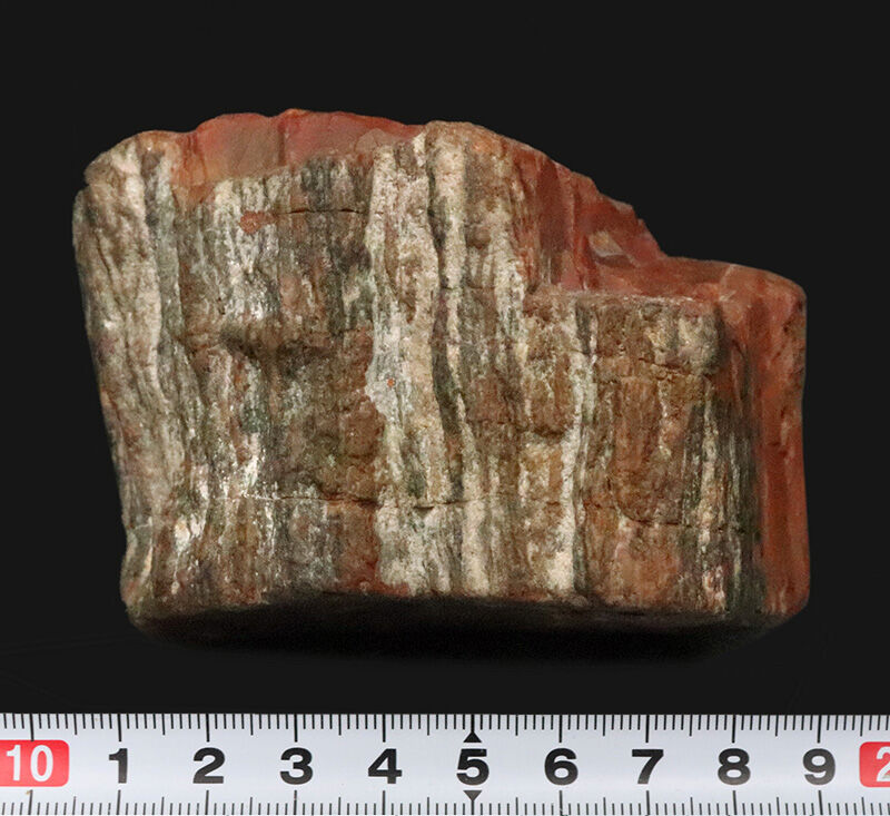 アリゾナ産らしい鮮やかな赤が際立つ厚みのある品！米国アリゾナ産珪化木（Petrified wood）（その7）