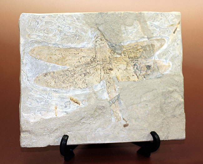 希少！輪郭がよく分かる、中国産白亜紀前期の大型のトンボの化石（その1）