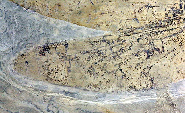 希少！輪郭がよく分かる、中国産白亜紀前期の大型のトンボの化石（その13）