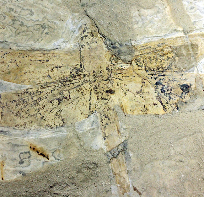 希少！輪郭がよく分かる、中国産白亜紀前期の大型のトンボの化石（その14）