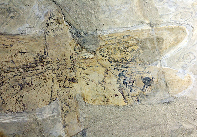 希少！輪郭がよく分かる、中国産白亜紀前期の大型のトンボの化石（その15）